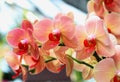 Orange orchid flowers in botanical garden Royalty Free Stock Photo