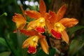 Orange orchid flowers close Royalty Free Stock Photo