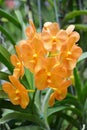 Orange orchid flowers in garden. Royalty Free Stock Photo