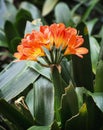 Orange orchid flowers in the garden Royalty Free Stock Photo