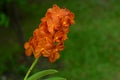 Orange Orchid flowers look fresh. Royalty Free Stock Photo