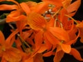 Orange Orchid Flowers Royalty Free Stock Photo