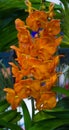 Orange orchid flowers Royalty Free Stock Photo