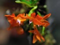 Orange orchid in the grey Royalty Free Stock Photo