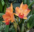 An Orange Orchid Flower Blooming