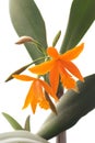 Orange orchid (lelia)