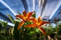 Beautiful Orchidaceae flowers in orchid farm, Phuket, Thailand Royalty Free Stock Photo