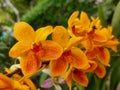 Orange orchids bloom