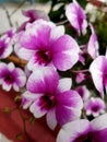 Purple& x27;sa orchids bloom