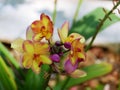 Orange orchids are blooming, beautiful garden color