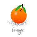 Orange, organic fruit, vegetarianism, vitamins in the garden vector illustration, vector particles