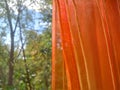 Orange organza curtain close up.