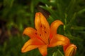Orange Oriental Lily 1