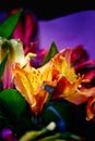 Orange Oriental Lily in a bouquet