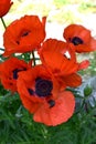 Orange Oriental Poppies Blooming in a Garden