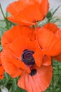 Orange Oriental Poppies Blooming in the Summer