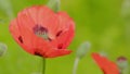 Orange oriental poppy flower blossom or papaver orientale, with green blur background. Close up.