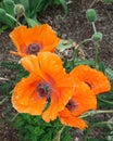Orange Oriental Poppy flower close-up