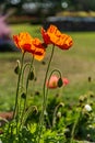 Orange oriental poppy