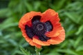 Orange Oriental Poppy Flower in the Perennial Garden Royalty Free Stock Photo