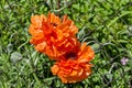 Orange Oriental Poppy or Papaver orientale flower, perennial flowering plant, Plana mountain Royalty Free Stock Photo