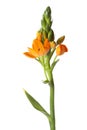 Orange Ornithogalum dubium flower