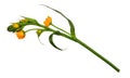 Orange ornithogalum flowers and buds