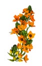 Orange ornithogalum flowers and buds in a waved floral arrangement