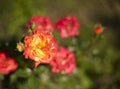 Orange oso easy paprika rose