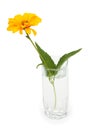 Orange Osteospermum Daisy or Cape Daisy flower in a glass of water. Isolated over white background Royalty Free Stock Photo