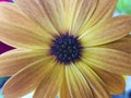 Orange osteospermum Flower