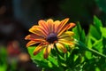 Orange osteospermum flowers in full bloom during the sunset