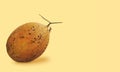 Orange oval melon fruit with textured skin resting on soft yellow background. Image with copy space Royalty Free Stock Photo