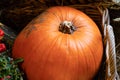 Orange oval smooth pumpkin closeup autumn vegetable ingredient farmer harvest