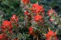 Orange Paintbrush Blossoms Grow on Bushes in Kings Canyon