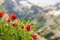 Orange Paintbrush Flowers with Blurry Teton Mountains