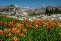 Orange Paintbrush Flowers Cover a Field in Game Creek Pass