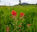 Orange Paintbrush flowers grow in summer field Royalty Free Stock Photo