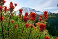 Orange Paintbrush Flowers with Mount Rainier in background Royalty Free Stock Photo