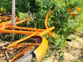 Orange painted old bicycle on the ground in a marigold orange flowers garden.