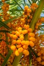 Orange Palm Fruits - Canary Date Palm