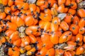 Orange palm oil fruit background texture Royalty Free Stock Photo