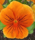 Orange pansy flower Royalty Free Stock Photo