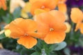 Orange pansy flower. Royalty Free Stock Photo