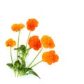 Orange Pansy Flower Plant Swiss Giant Variety Royalty Free Stock Photo