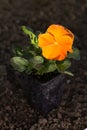 Orange pansy flower in pot on ground Royalty Free Stock Photo