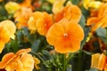 Orange pansy flowers are blommong in the garden Royalty Free Stock Photo