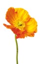 Orange papaver flower Royalty Free Stock Photo