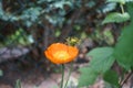 Orange Papaver nudicaule `Gartenzwerg` in the garden in May. Berlin, Germany Royalty Free Stock Photo