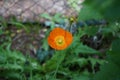 Orange Papaver nudicaule `Gartenzwerg` in the garden in May. Berlin, Germany Royalty Free Stock Photo